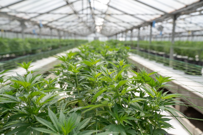 Le marché du cannabis israélien : un marché en plein essor